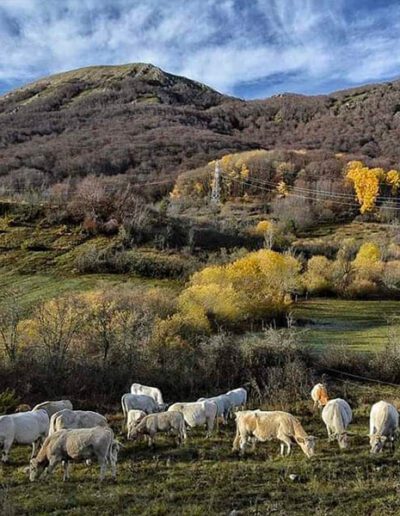 Al-pascolo-a-fine-autunno-nel-Parco-Naturale-Sirente-Velino