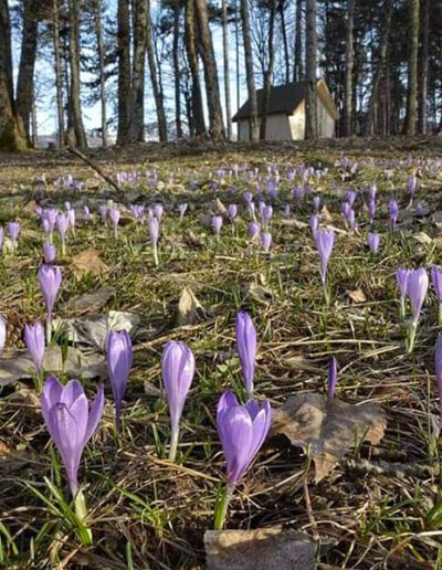 Crocus-nella-pineta-di-Ovindoli-AQ