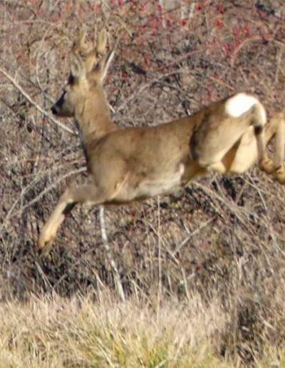 Un-salto..-al-volo-Un-bellissimo-Capriolo-di-corsa-Parco-Naturale-Sirente-Velino