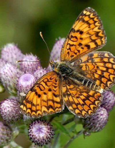 Farfalla nel Parco Naturale Sirente Velino